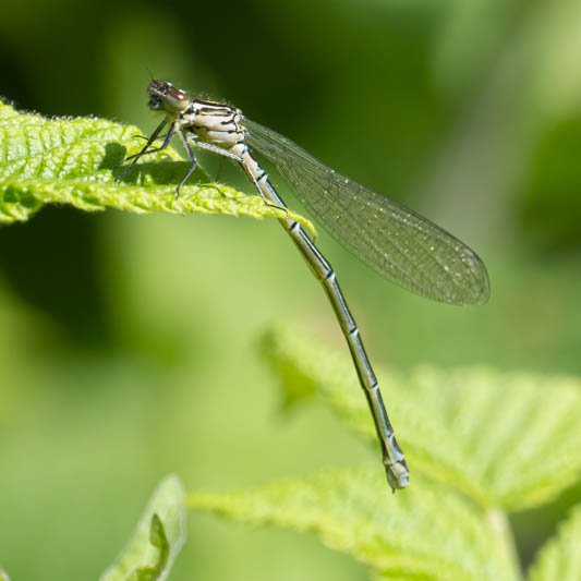Coenagrion puella (Azure Damselfly) female.jpg